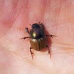 Digitonthophagus gazella, Alice Springs NT
