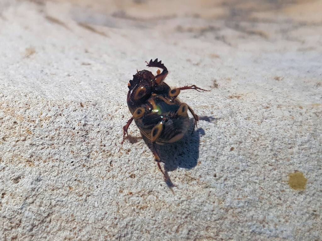 Digitonthophagus gazella, Alice Springs NT