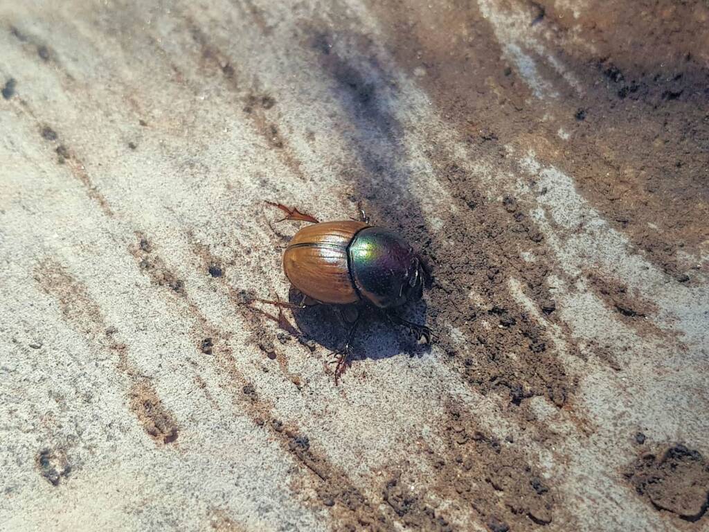 Digitonthophagus gazella, Alice Springs NT