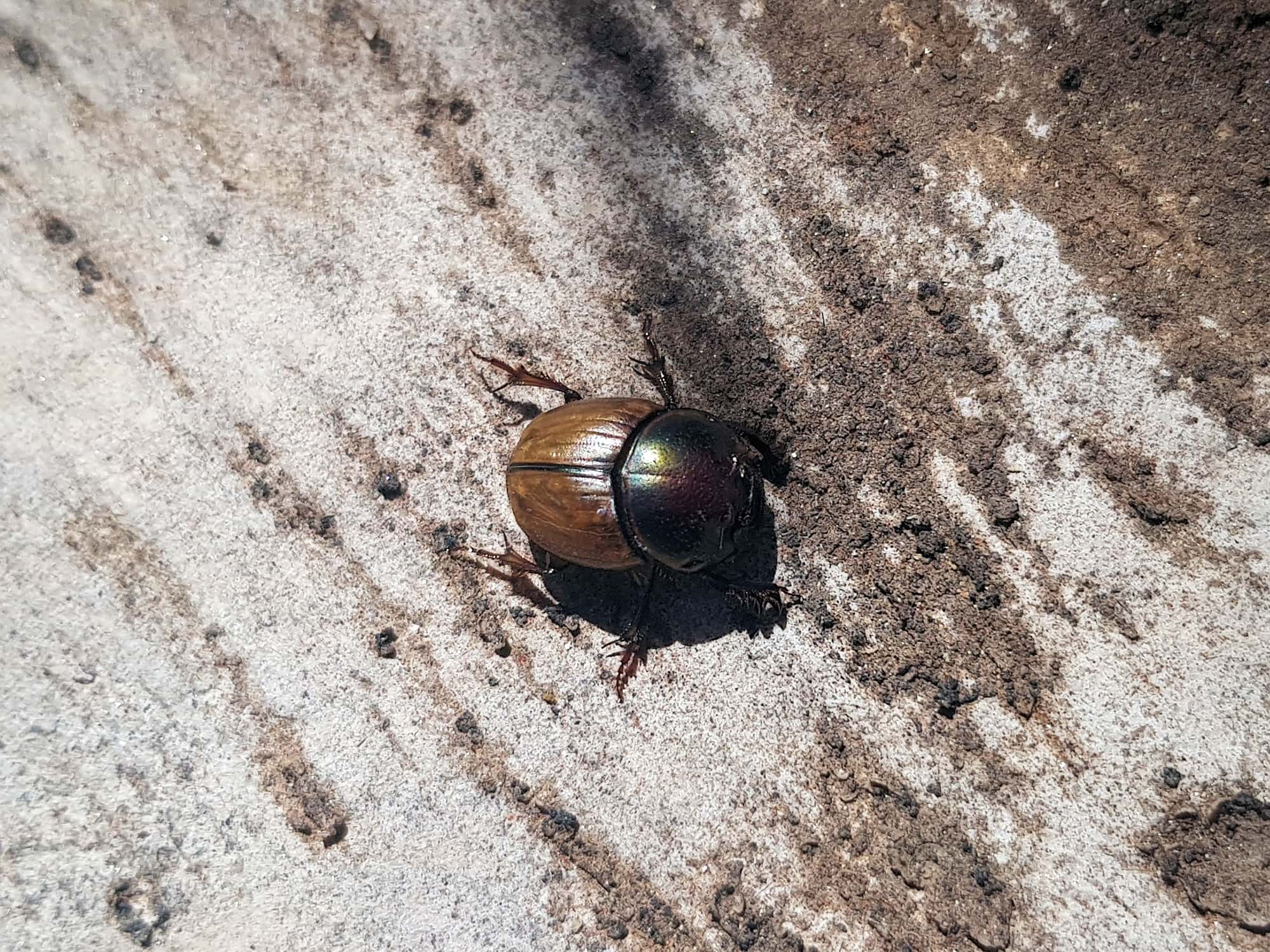 Digitonthophagus gazella, Alice Springs NT