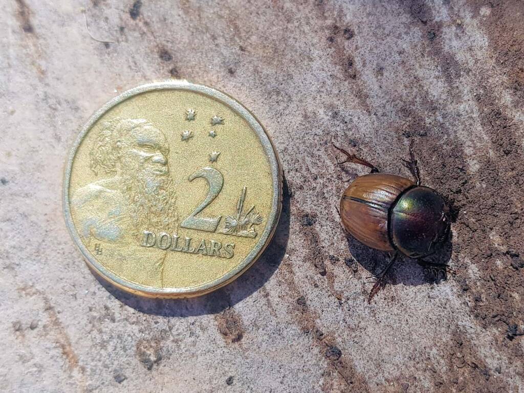 Digitonthophagus gazella, Alice Springs NT