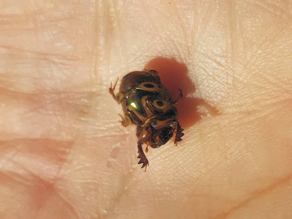 Digitonthophagus gazella, Alice Springs NT