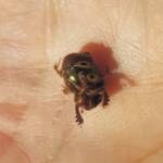 Digitonthophagus gazella, Alice Springs NT