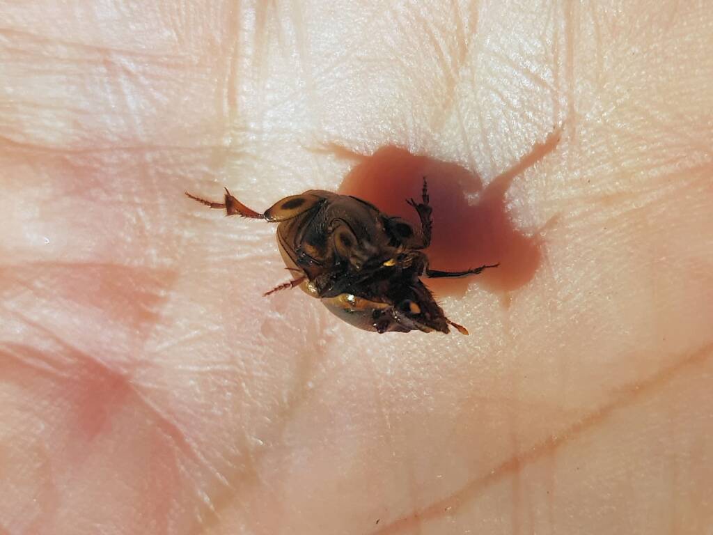Digitonthophagus gazella, Alice Springs NT
