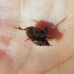Digitonthophagus gazella, Alice Springs NT