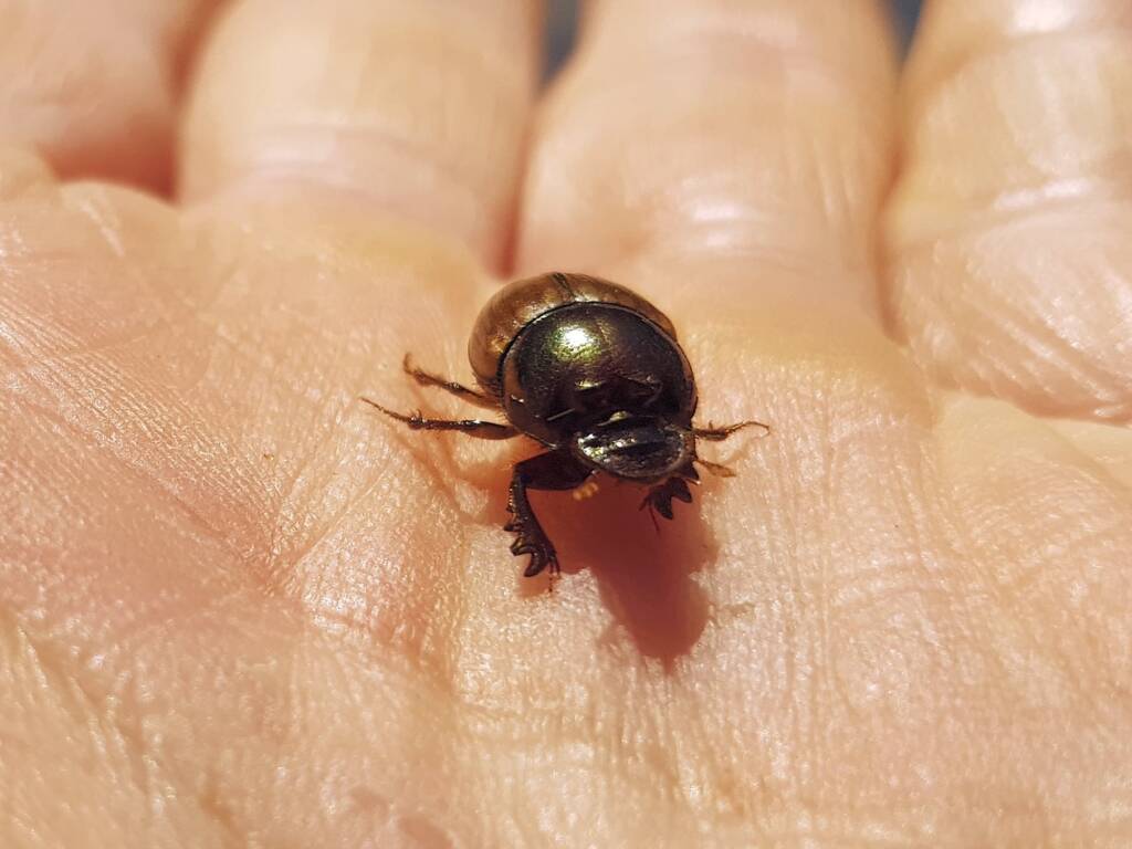 Digitonthophagus gazella, Alice Springs NT