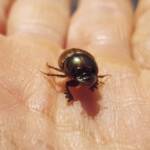 Digitonthophagus gazella, Alice Springs NT