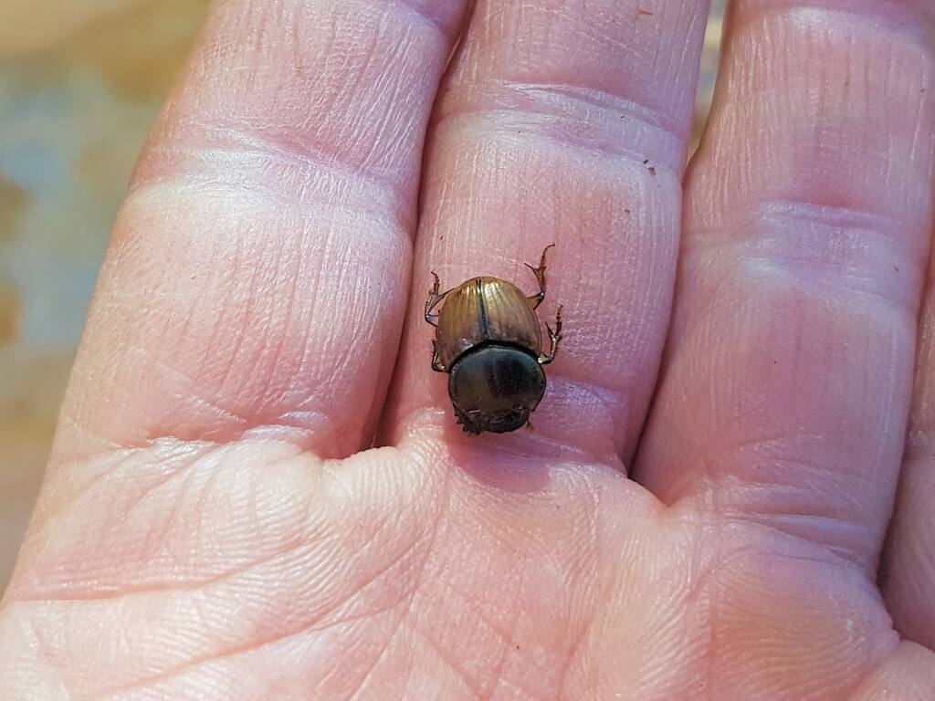 Digitonthophagus gazella, Alice Springs NT