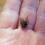 Digitonthophagus gazella, Alice Springs NT
