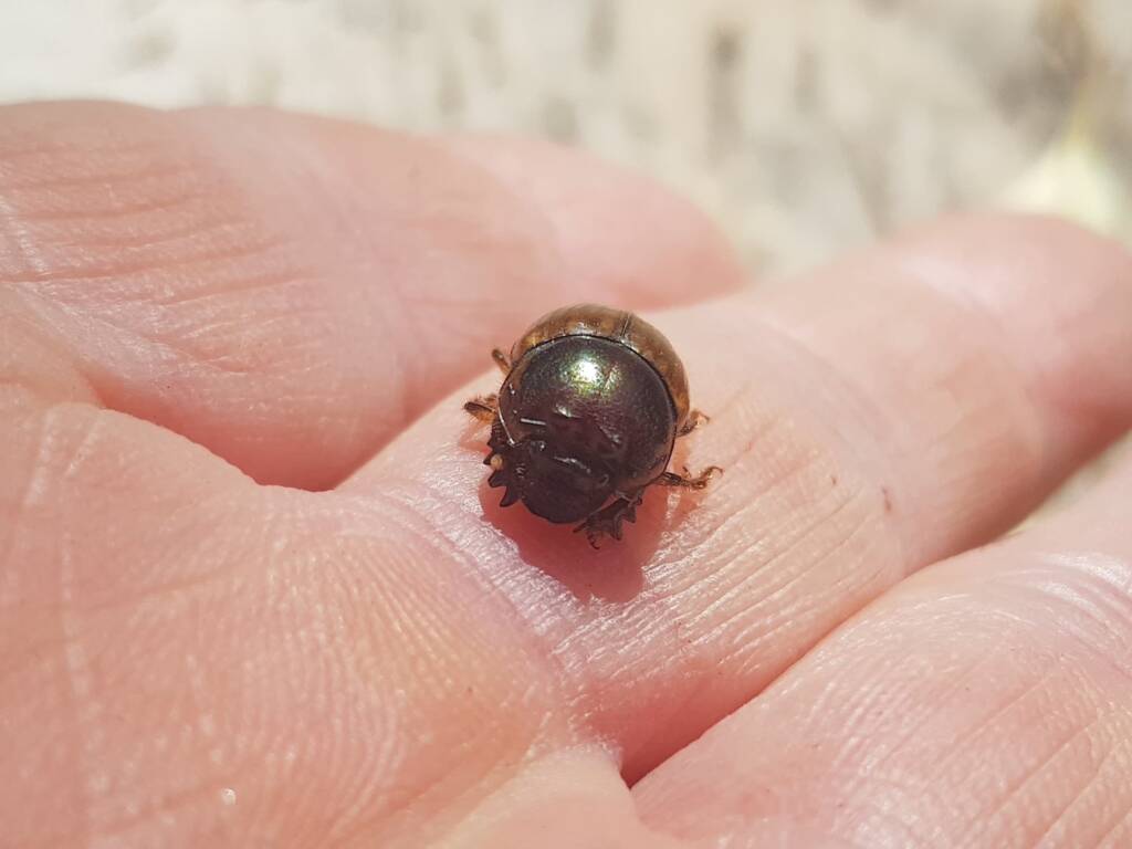 Digitonthophagus gazella, Alice Springs NT