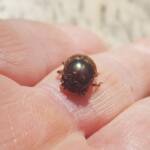 Digitonthophagus gazella, Alice Springs NT