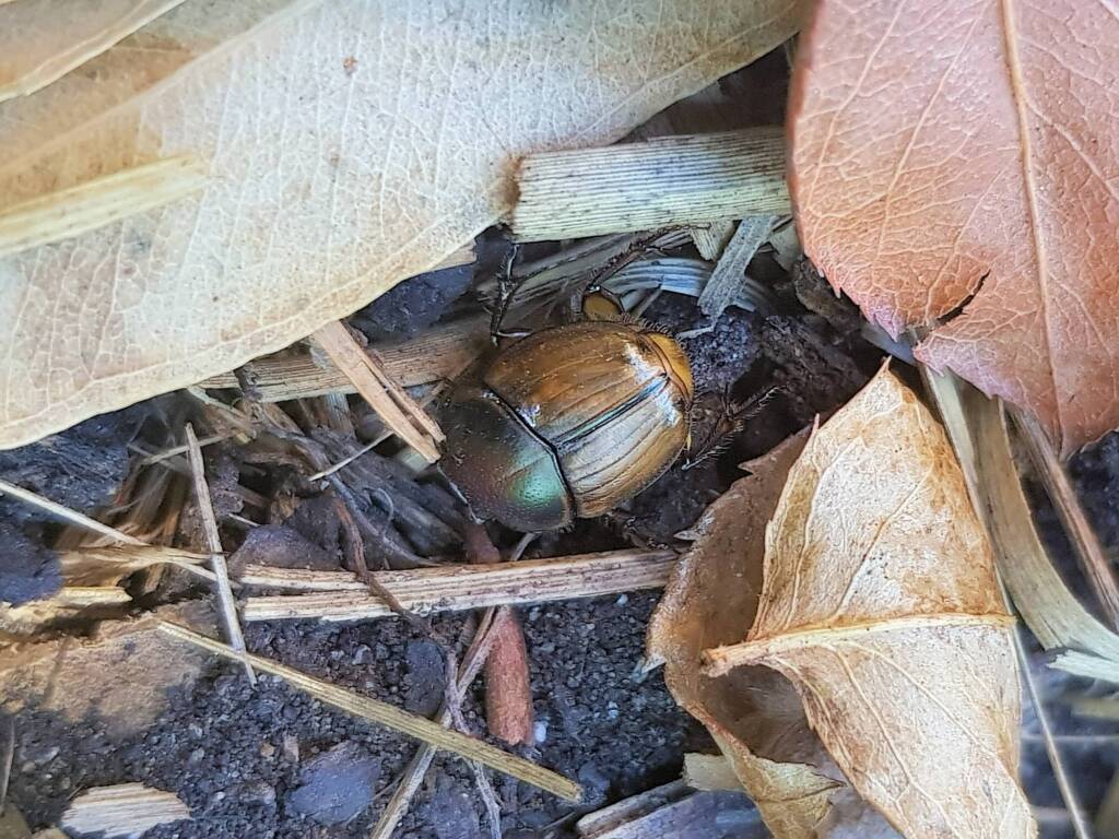 Digitonthophagus gazella, Alice Springs NT
