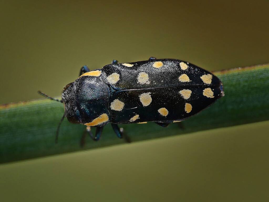 Diphucrania duodecimmaculata, Crafers - Bridgewater SA © Marianne Broug