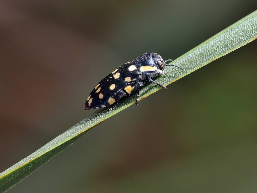 Diphucrania duodecimmaculata, Crafers - Bridgewater SA © Marianne Broug