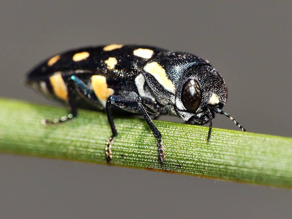 Diphucrania duodecimmaculata, Crafers - Bridgewater SA © Marianne Broug