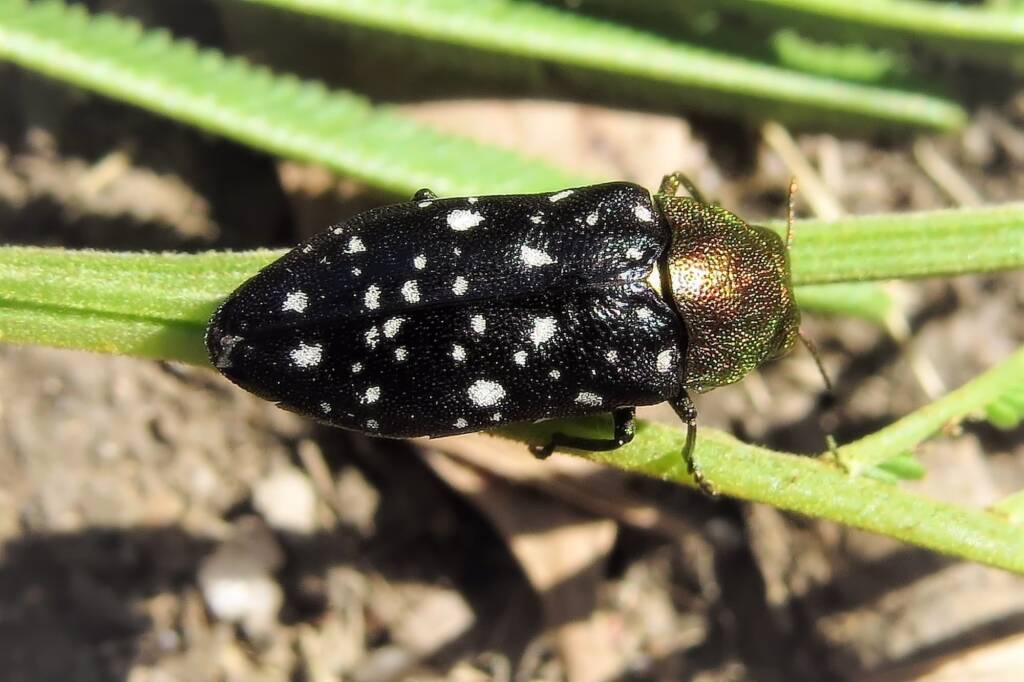 Diphucrania leucosticta, Wandella NSW © Deb Taylor