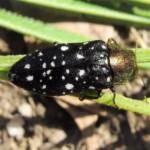 Diphucrania leucosticta, Wandella NSW © Deb Taylor