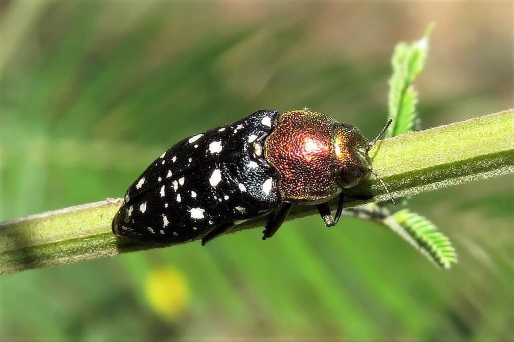 Diphucrania leucosticta, Wandella NSW © Deb Taylor