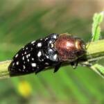 Diphucrania leucosticta, Wandella NSW © Deb Taylor