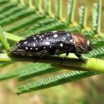 Diphucrania leucosticta, Wandella NSW © Deb Taylor