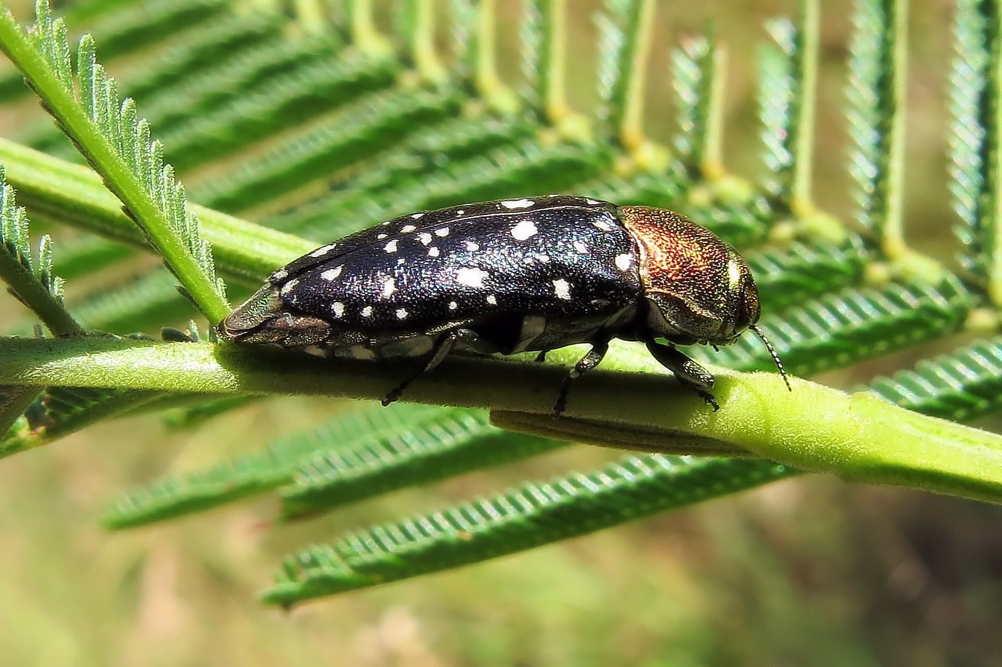 Diphucrania leucosticta, Wandella NSW © Deb Taylor