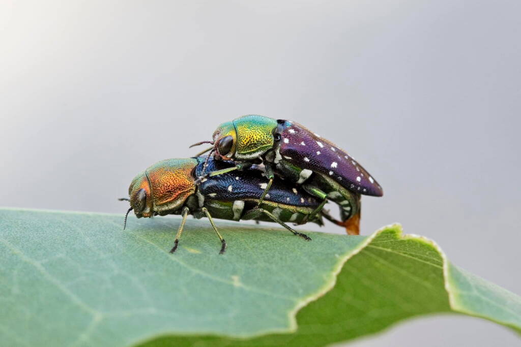 Diphucrania leucosticta (Jewel Beetle), Karawatha Forest / Brisbane QLD © Hongming Kan