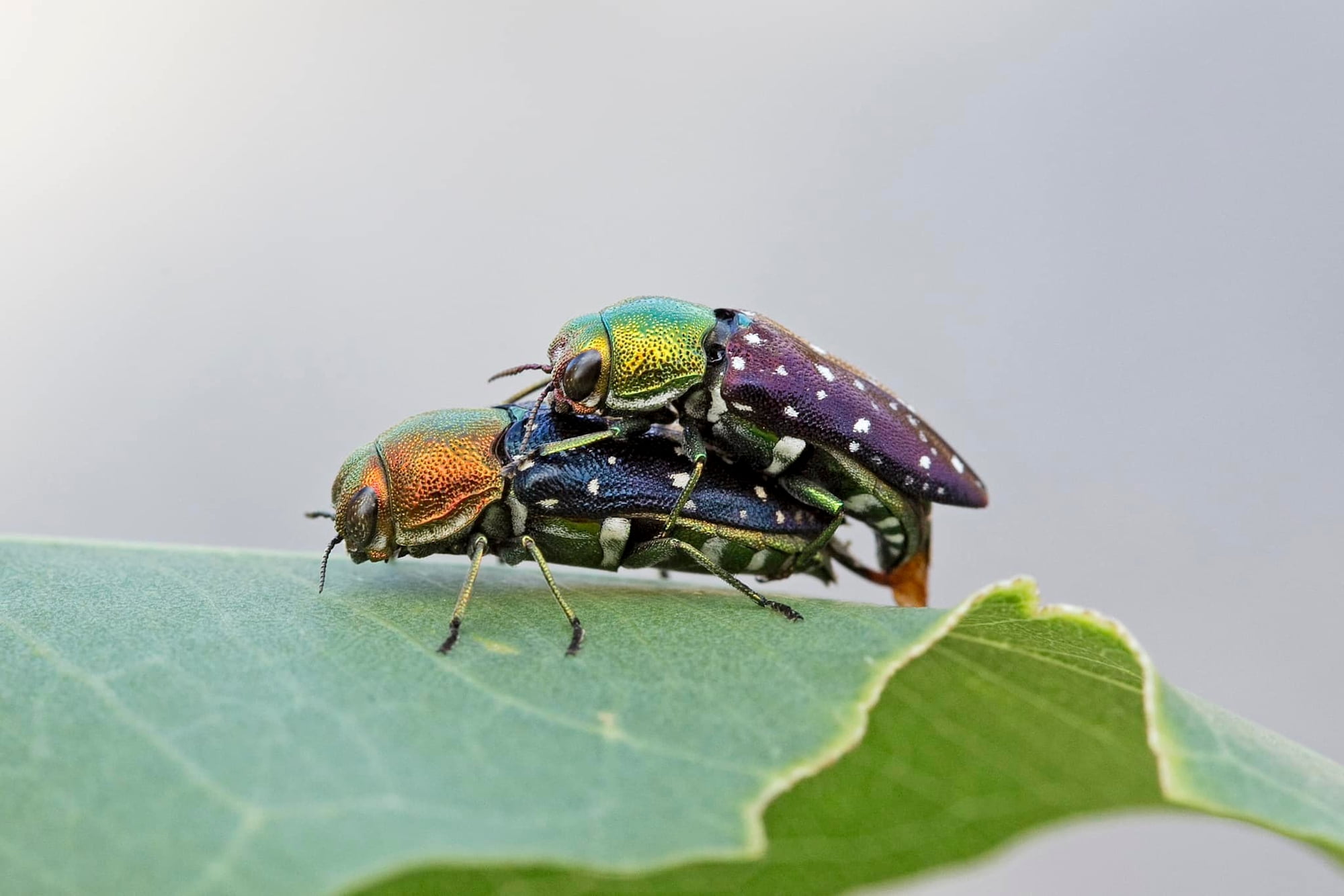 Diphucrania leucosticta (Jewel Beetle), Karawatha Forest / Brisbane QLD © Hongming Kan