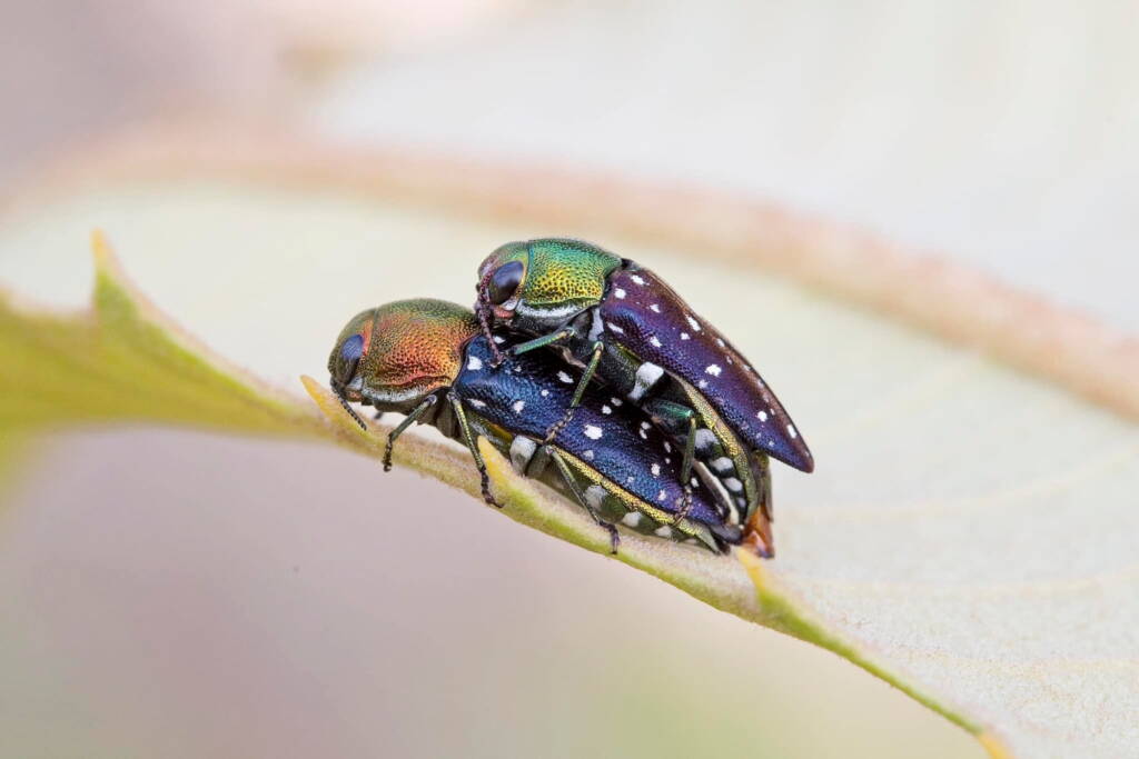 Diphucrania leucosticta (Jewel Beetle), Karawatha Forest / Brisbane QLD © Hongming Kan