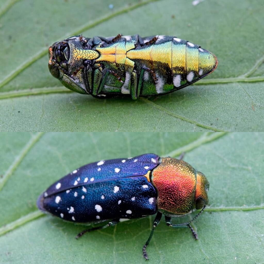 Diphucrania leucosticta (Jewel Beetle), Karawatha Forest / Brisbane QLD © Hongming Kan