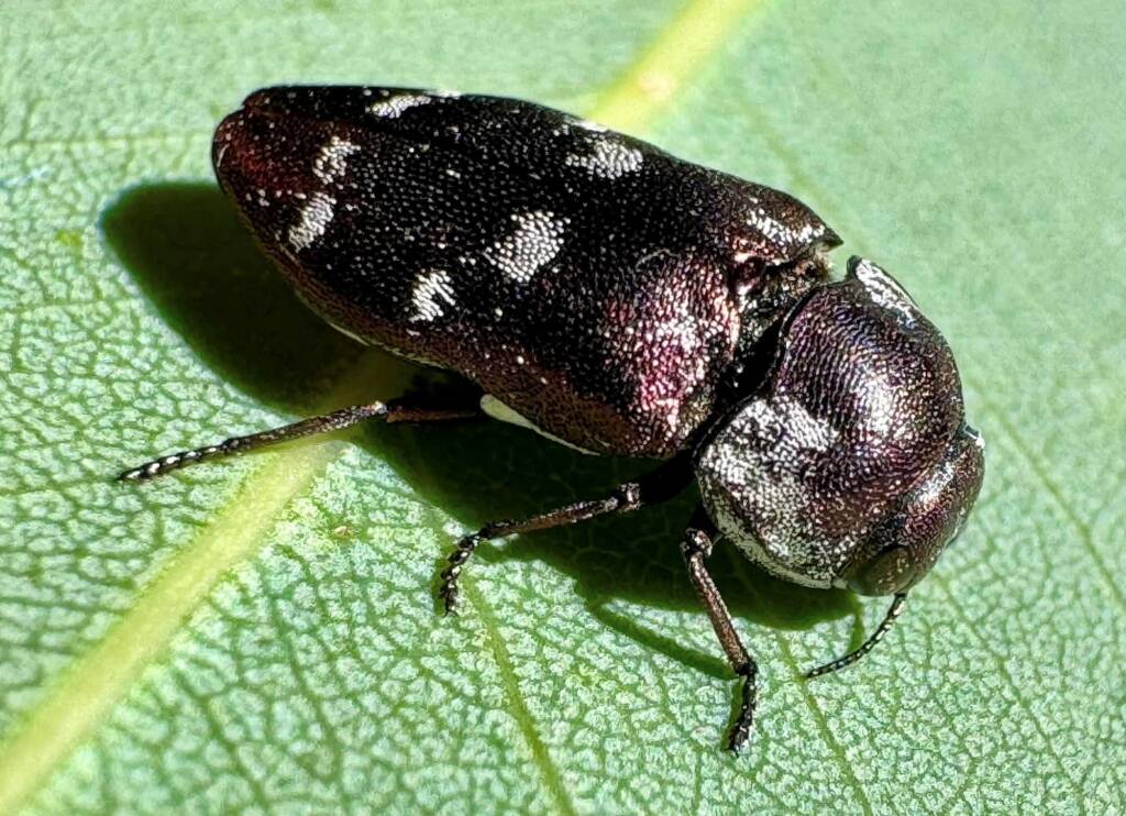 Diphucrania opima, south of Ravensthorpe WA © Mark Hanlon