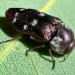 Diphucrania opima, south of Ravensthorpe WA © Mark Hanlon