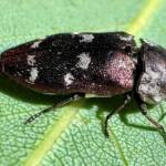 Diphucrania opima, south of Ravensthorpe WA © Mark Hanlon