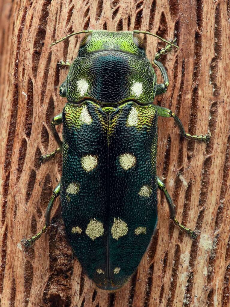 Diphucrania stigmata, Southwest WA © Michael Lun
