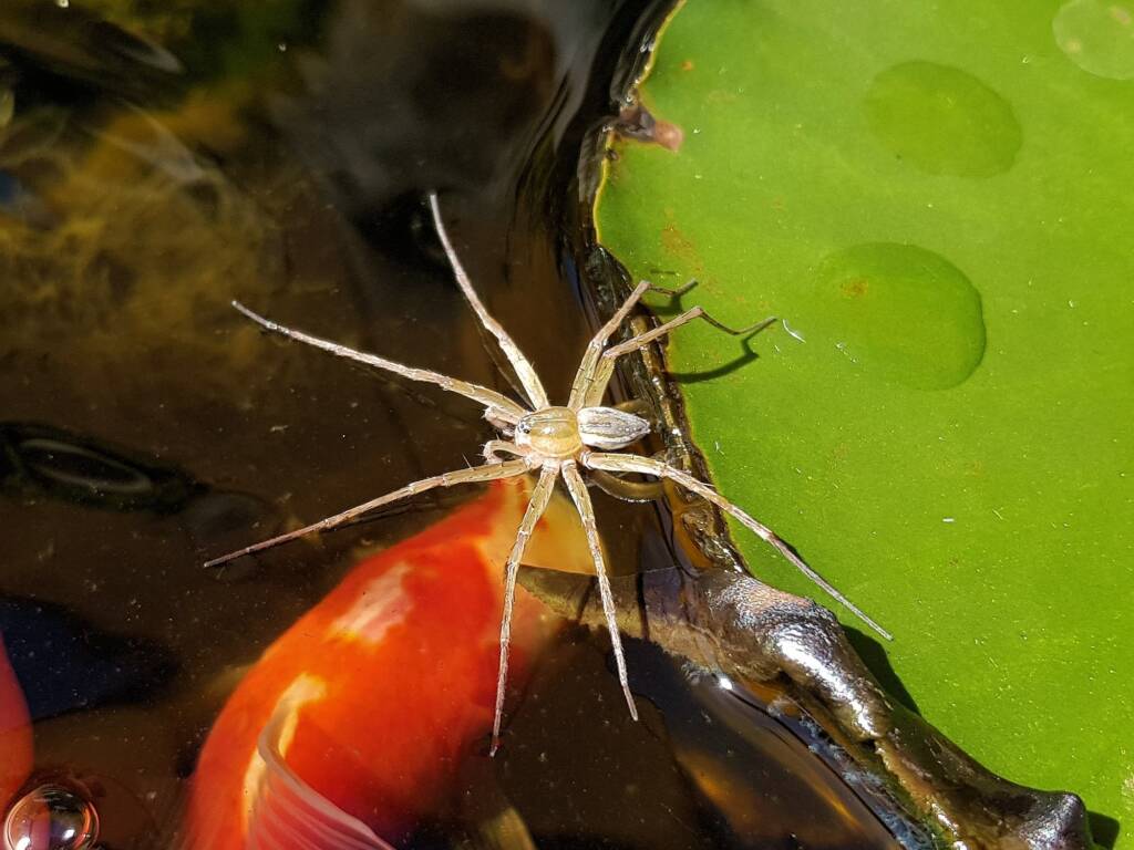 Elegant Water Spider (Dolomedes facetus), Alice Springs NT