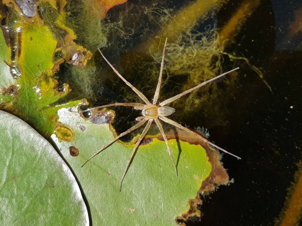 Elegant Water Spider (Dolomedes facetus), Alice Springs NT