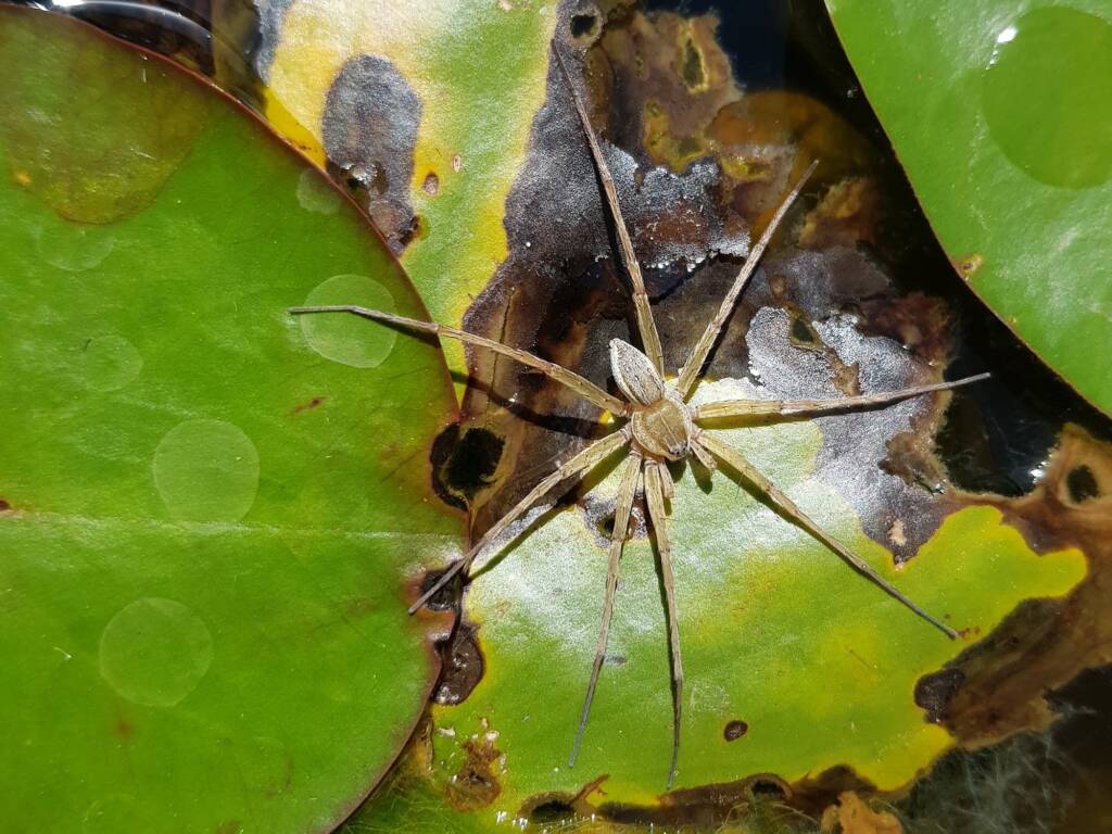 Elegant Water Spider (Dolomedes facetus), Alice Springs NT