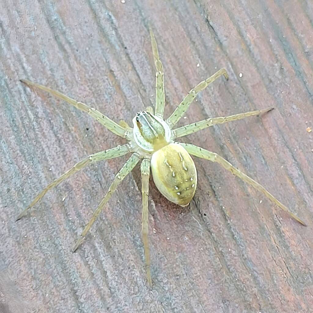 Elegant Water Spider (Dolomedes facetus), Brisbane QLD © Rose Kenny