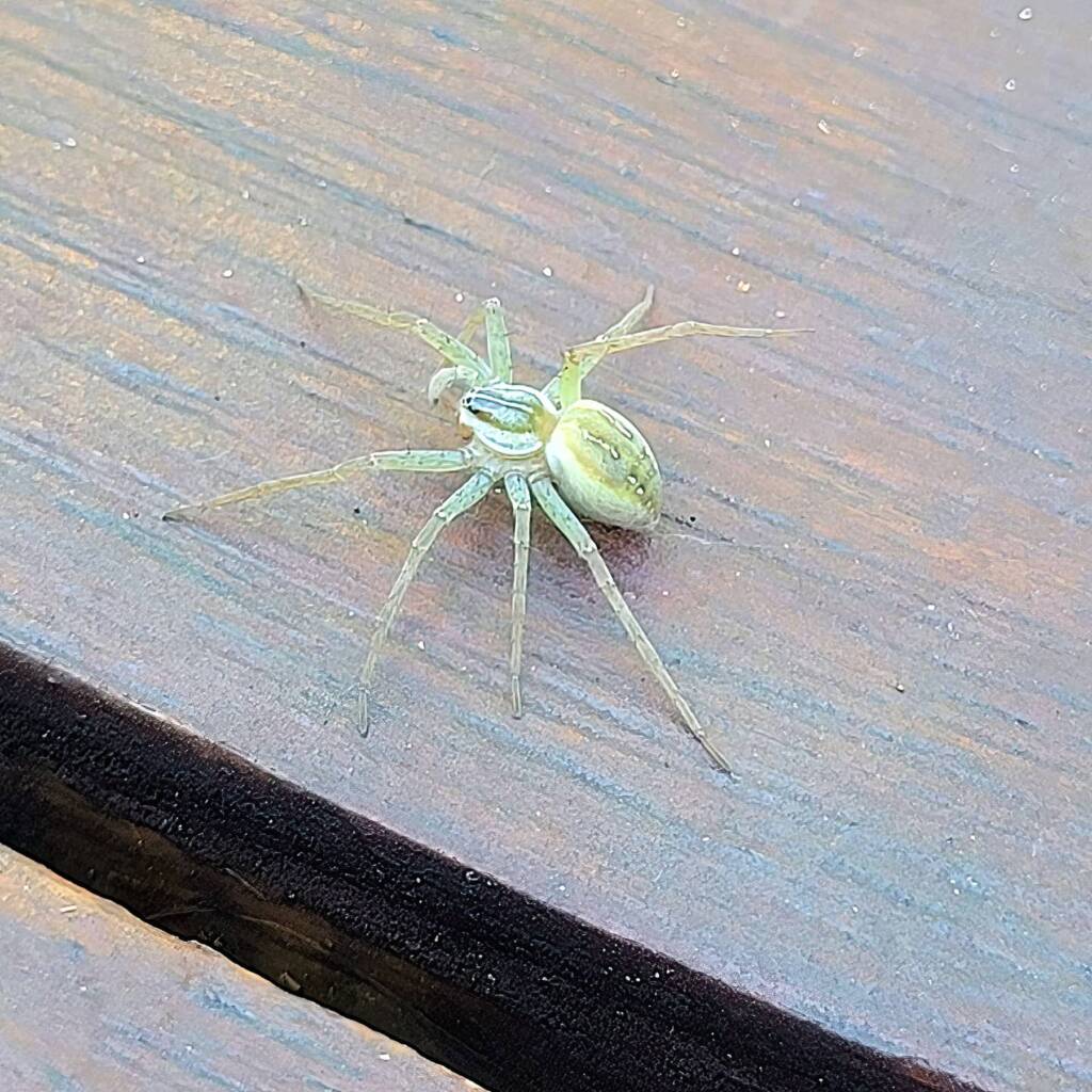 Elegant Water Spider (Dolomedes facetus), Brisbane QLD © Rose Kenny