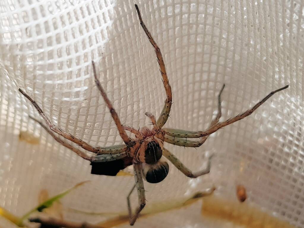 Elegant Water Spider (Dolomedes facetus), Alice Springs NT