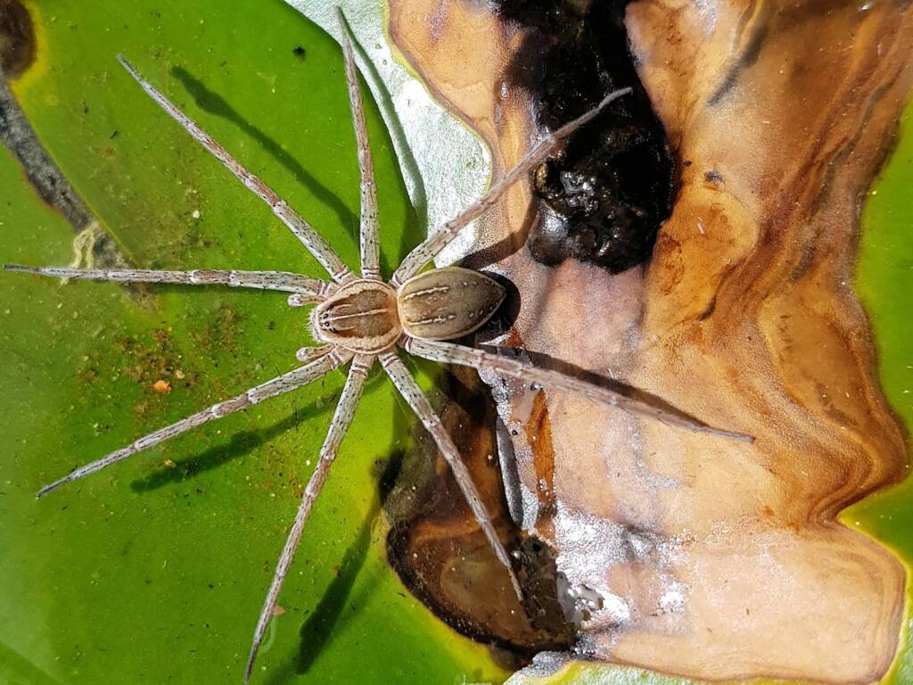 Elegant Water Spider (Dolomedes facetus), Alice Springs NT