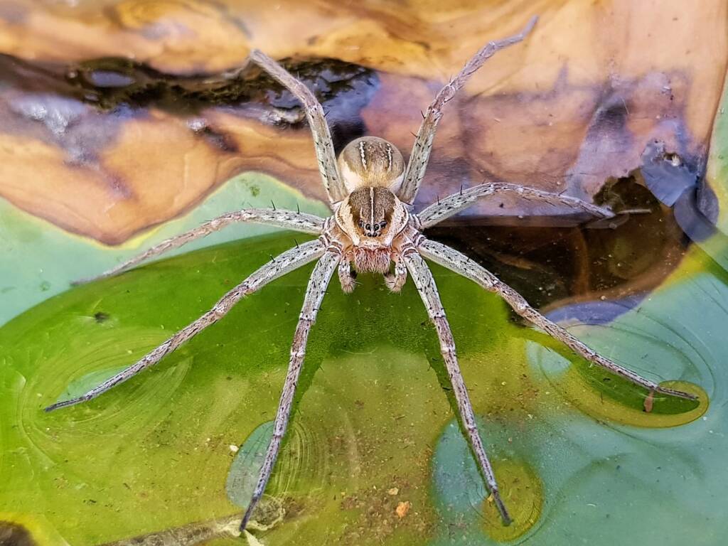 Elegant Water Spider (Dolomedes facetus), Alice Springs NT