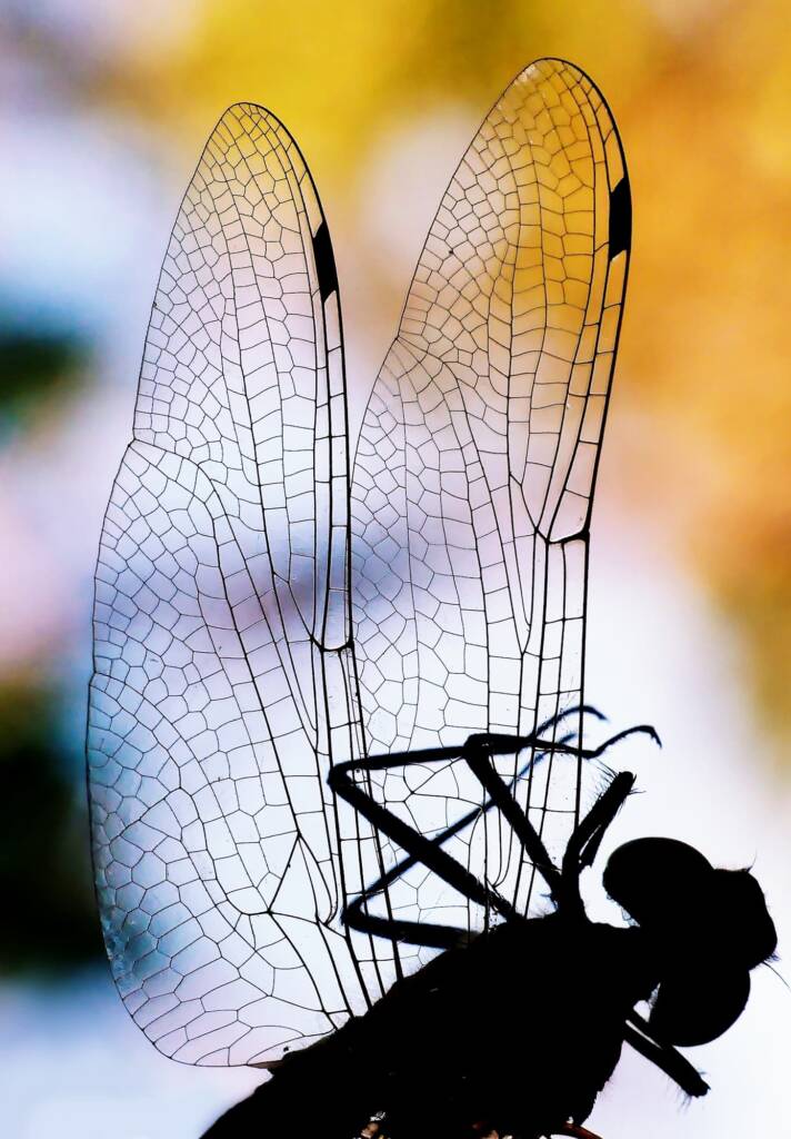 Dragonfly wings © Marianne Broug