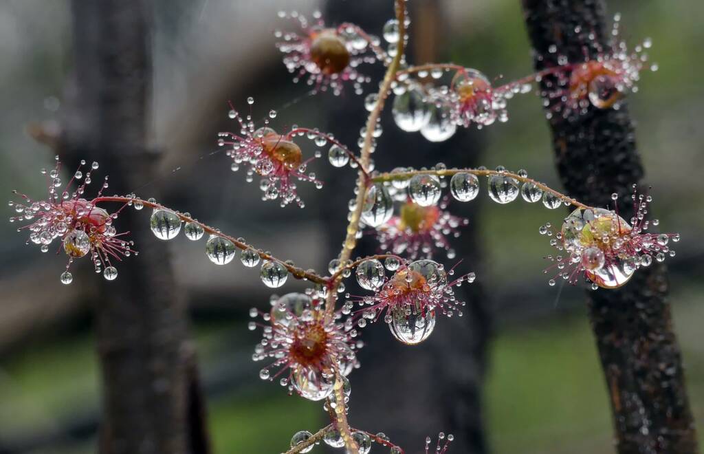 Drosera climbing © Marianne Broug