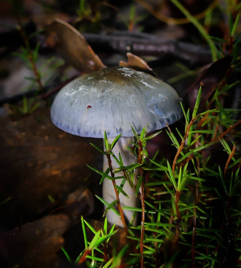Elegant Blue Webcap (Cortinarius rotundisporus), Belair SA © Marianne Broug