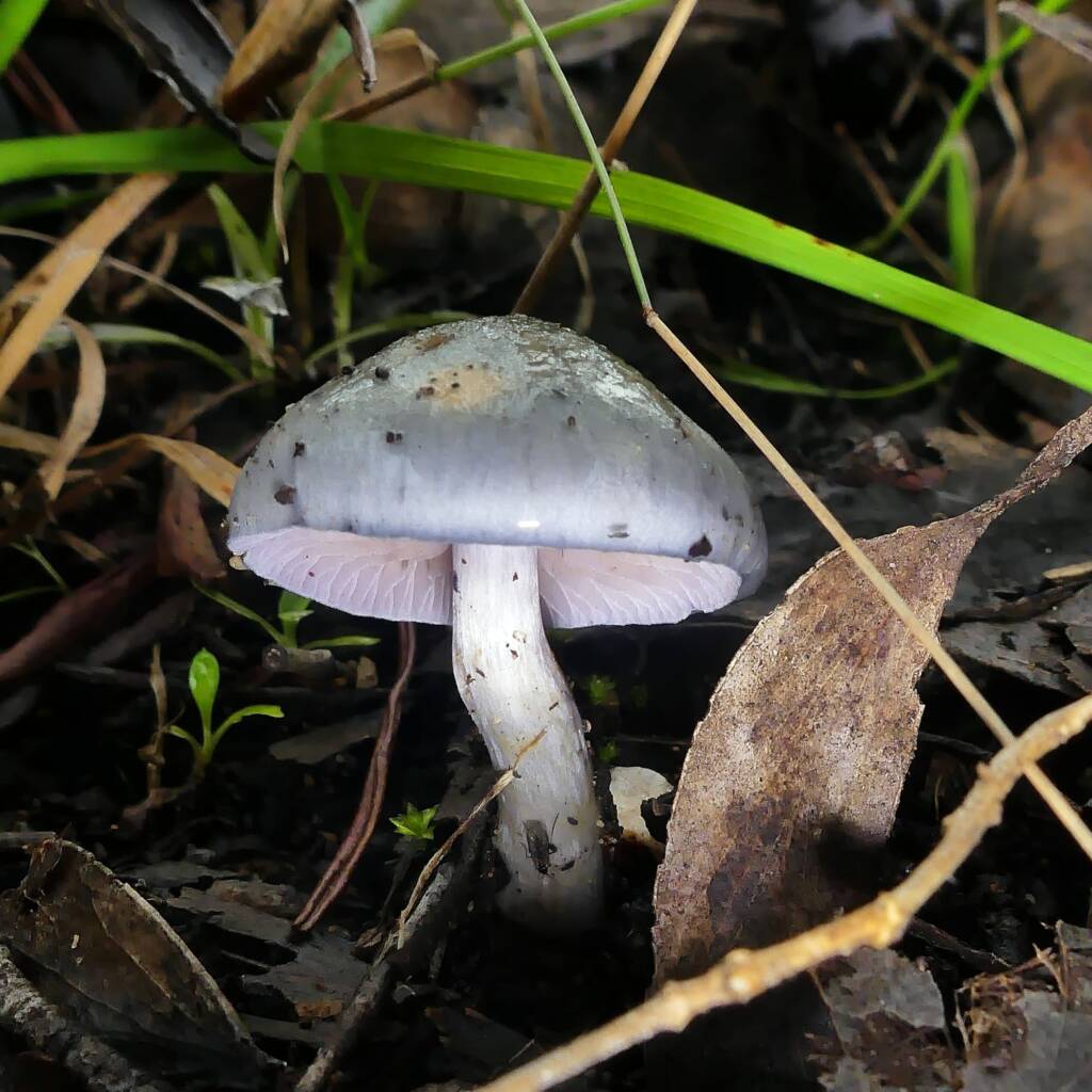 Elegant Blue Webcap (Cortinarius rotundisporus), Crafers - Bridgewater SA © Marianne Broug
