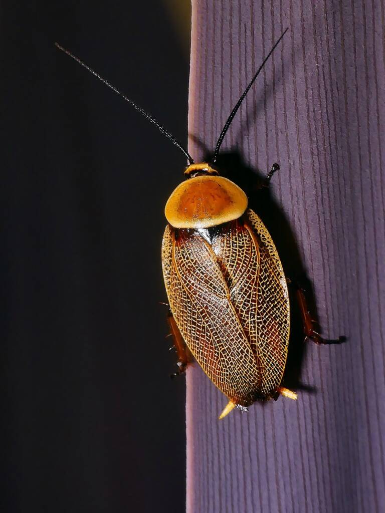 Austral Ellipsidion (Ellipsidion australe), Adelaide Hills SA © Marianne Broug