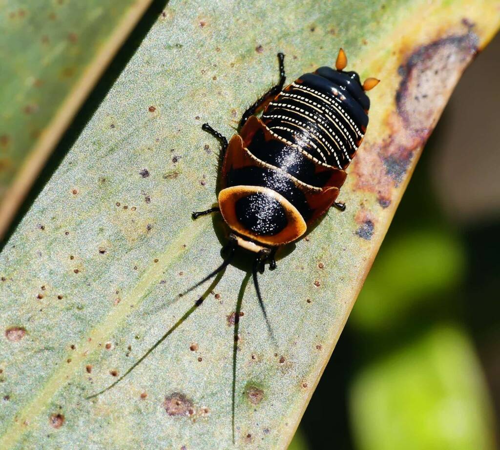 Austral Ellipsidion (Ellipsidion australe), Belair SA © Marianne Broug