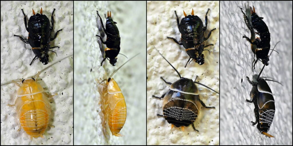 Ellipsidion australe (moult nymph/instar stage) © Marianne Broug