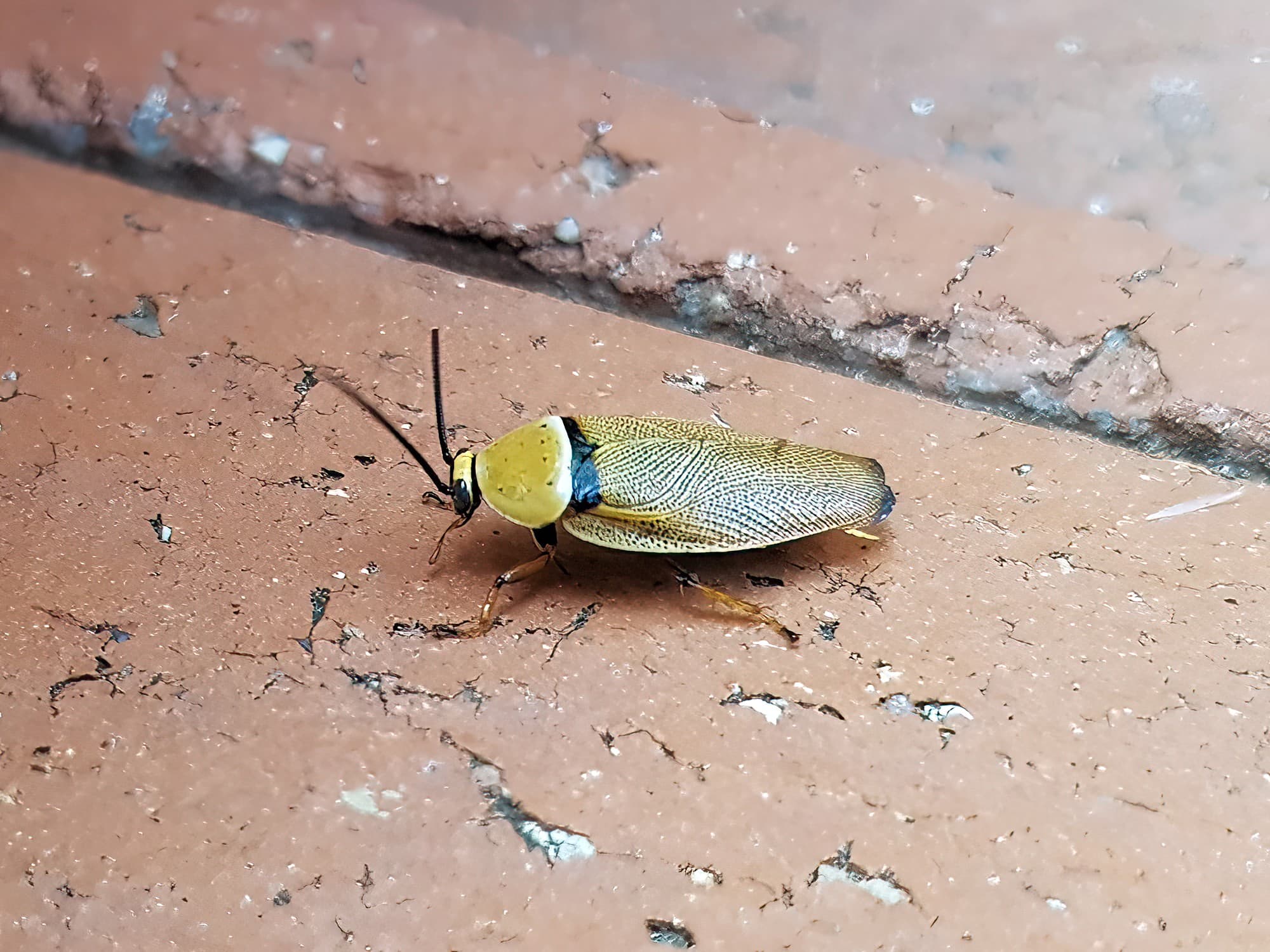 Bush Cockroach (Ellipsidion humarale), Alice Springs NT