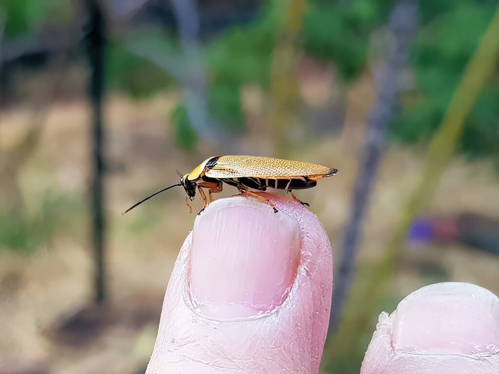 Bush Cockroach (Ellipsidion humarale), Alice Springs NT